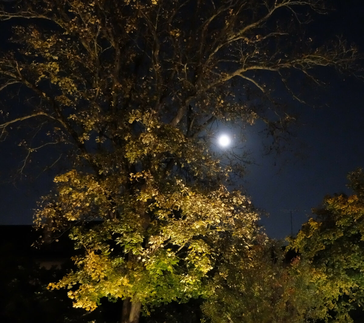 C’est la nuit, la grande, la belle